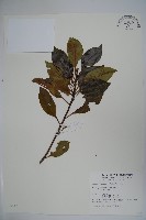 刻脈冬青藏品圖，第1張