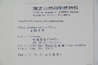 刻脈冬青藏品圖，第2張