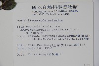 太平山冬青藏品圖，第2張