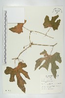 括樓藏品圖，第1張