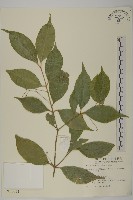 大丁黃藏品圖，第1張