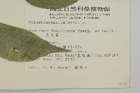 大丁黃藏品圖，第2張