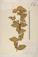 瘤冠麻藏品圖，第1張