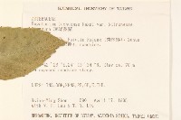 瘤冠麻藏品圖，第2張