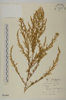 茵蔯蒿藏品圖，第1張