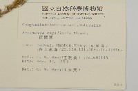 茵蔯蒿藏品圖，第2張