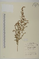 中南蒿藏品圖，第1張