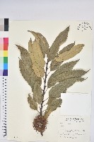 登錄號:S011653藏品圖，第1張