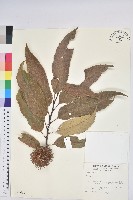 登錄號:S011654藏品圖，第1張