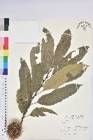 登錄號:S011655藏品圖，第1張