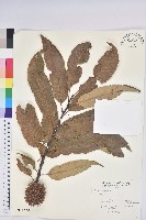 登錄號:S011656藏品圖，第1張