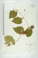 青牛膽藏品圖，第1張