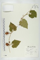 青牛膽藏品圖，第1張