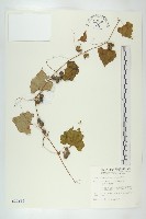 臺灣馬交兒藏品圖，第1張