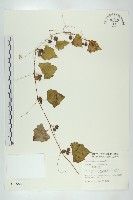 臺灣馬交兒藏品圖，第1張