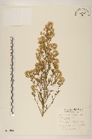 加拿大蓬藏品圖，第1張