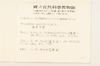 加拿大蓬藏品圖，第2張