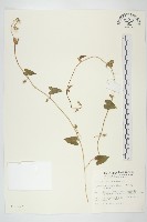 白花牽牛藏品圖，第1張