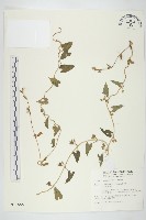 白花牽牛藏品圖，第1張