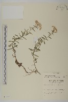 玉山抱莖籟簫藏品圖，第1張