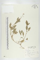 葶藶藏品圖，第1張