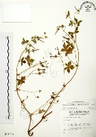 老鸛草藏品圖，第1張