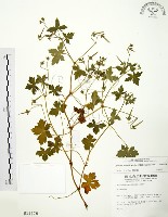 老鸛草藏品圖，第1張