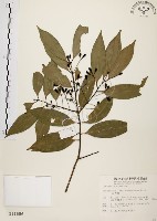 山肉桂、台灣肉桂藏品圖，第1張