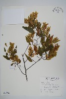 阿里山千金榆藏品圖，第1張