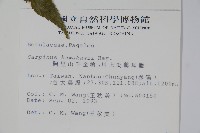 阿里山千金榆藏品圖，第2張