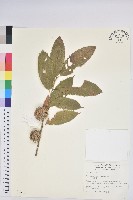 板栗藏品圖，第1張