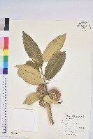 板栗藏品圖，第1張