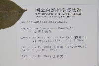 臺灣牛嬭菜藏品圖，第2張