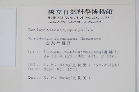 臺灣牛嬭菜藏品圖，第2張