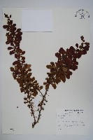 日本小檗藏品圖，第1張