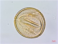 羊蹄藏品圖，第2張