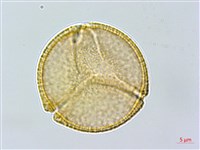 羊蹄藏品圖，第3張