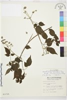 巴氏鐵線蓮藏品圖，第1張