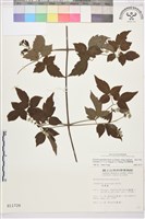 巴氏鐵線蓮藏品圖，第1張