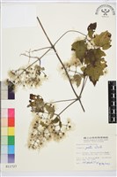 串鼻龍藏品圖，第1張