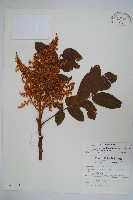 羅氏鹽膚木藏品圖，第1張