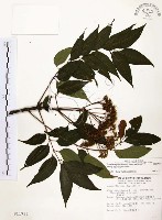 賊仔樹藏品圖，第1張