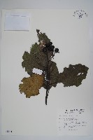 破布烏藏品圖，第1張