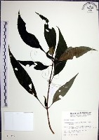 角桐草、台灣半蒴苣苔藏品圖，第1張