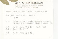 葶藶藏品圖，第2張