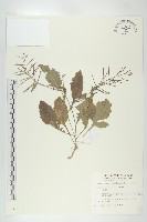 葶藶藏品圖，第1張