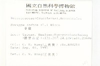 葶藶藏品圖，第2張