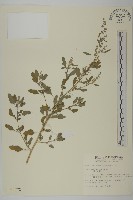 藜、灰藜藏品圖，第1張