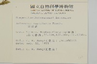 茵蔯蒿藏品圖，第2張