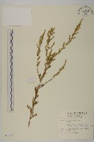 茵蔯蒿藏品圖，第1張